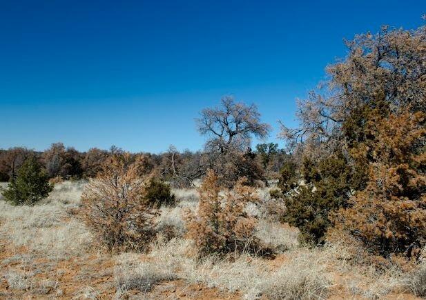  2.50 Acres for Sale in Ramah, New Mexico