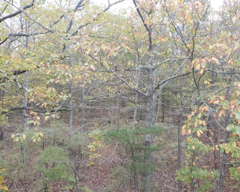  2.25 Acres for Sale in South Pittsburg, Tennessee