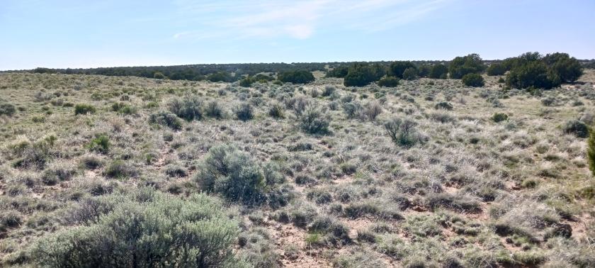 1.24 Acres for Sale in Sanders, Arizona