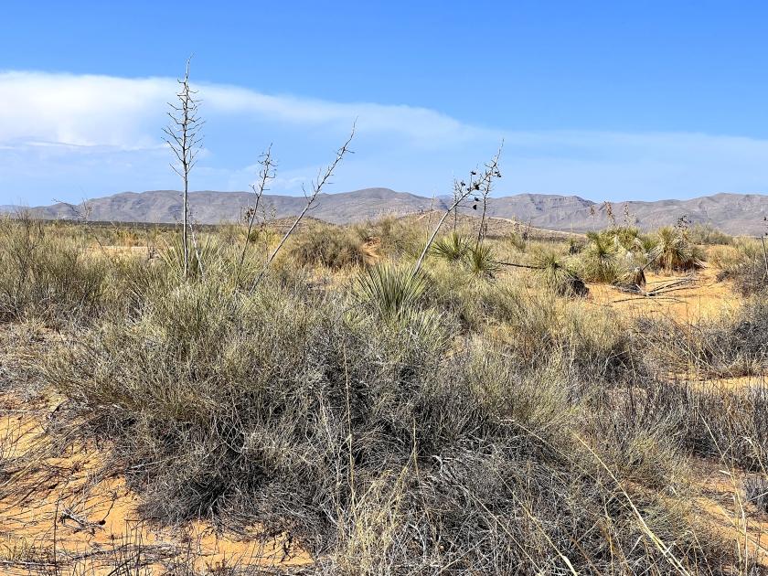 1 Acres for Sale in Agua Dulce, Texas