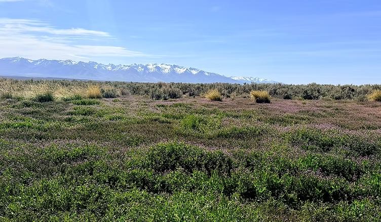 1.13 Acres for Sale in Elko (Owner Finance $245.00 a month & No Credit Check), Nevada