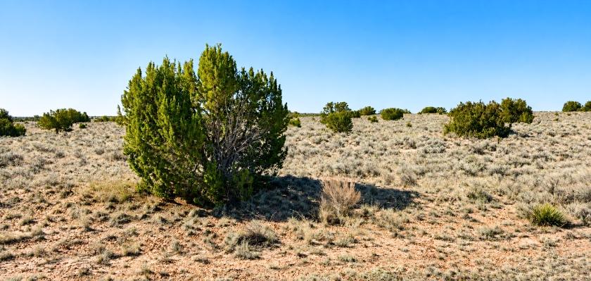 1.07 Acres for Sale in Sanders, Arizona